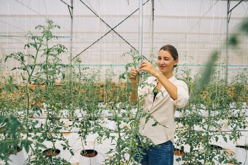 Free A woman tending to tomato plants inside a greenhouse, focusing on plant care. Stock Photo