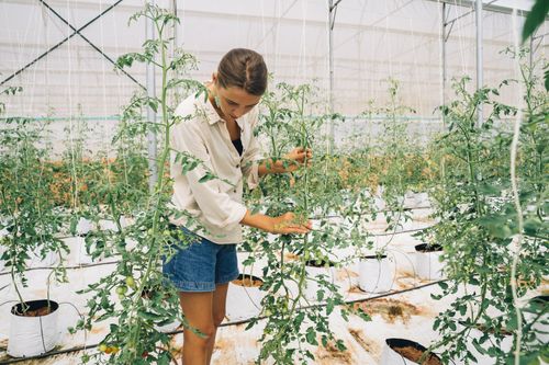 Free A female farmer carefully tending tomato plants inside a modern greenhouse. Stock Photo