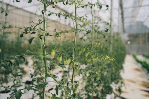 Free Close-up of leafy green tomato plants growing in a greenhouse. Stock Photo