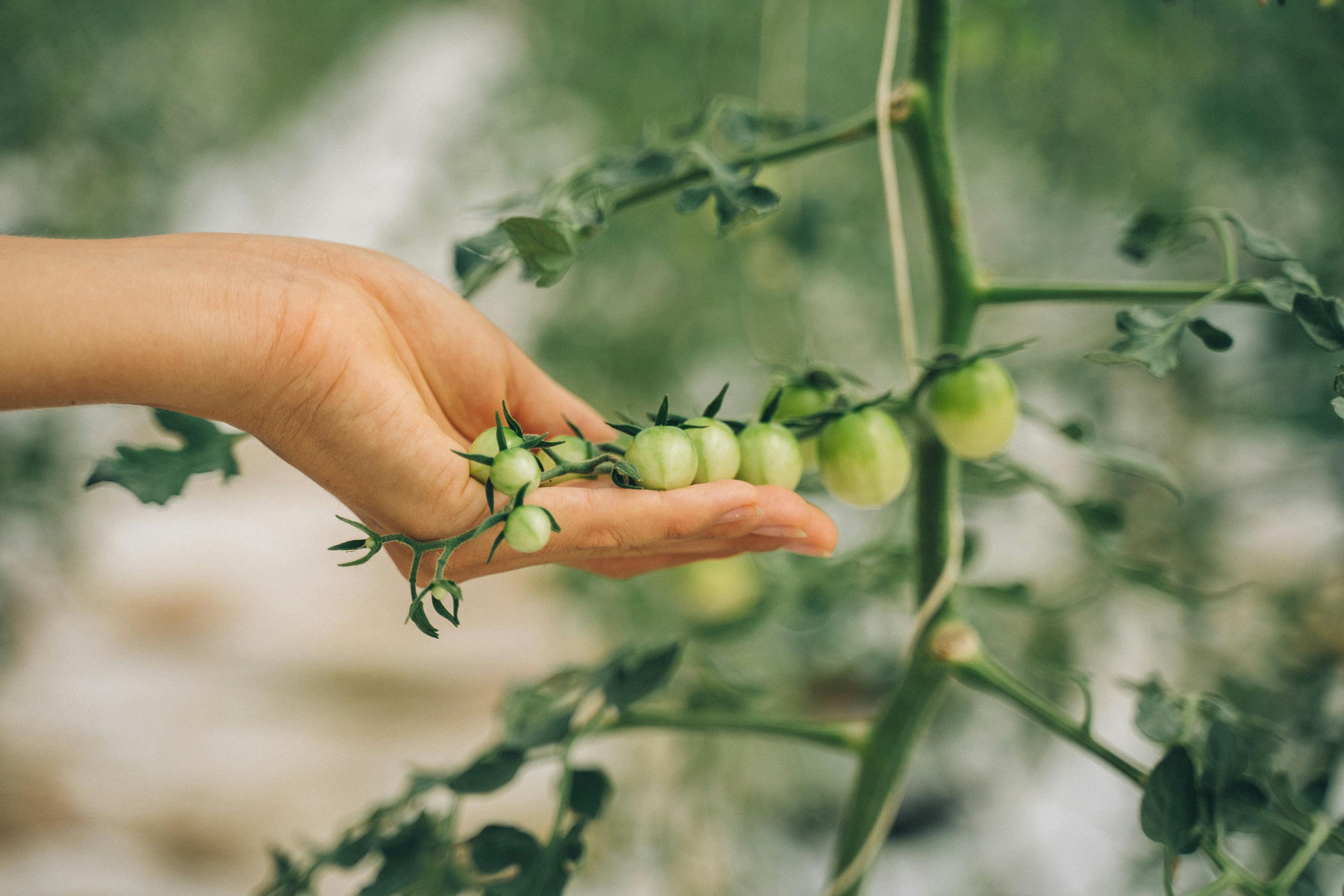 Free stock photo of agriculture, at work, beautiful girl