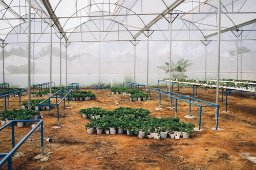 Free Spacious greenhouse showcasing rows of vibrant potted plants. Stock Photo