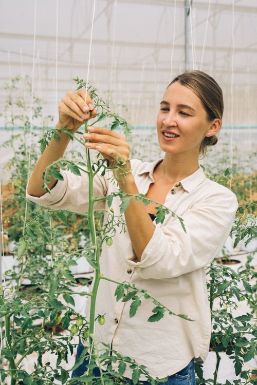 Free Smiling woman adjusting tomato plants in a modern greenhouse setting. Stock Photo