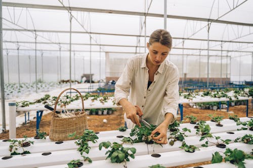 Free stock photo of at work, beautiful girl, black pepper farm