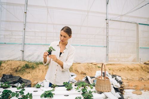Free A woman examines a plant in an indoor hydroponic farm, wearing a white shirt with a woven basket nearby. Stock Photo