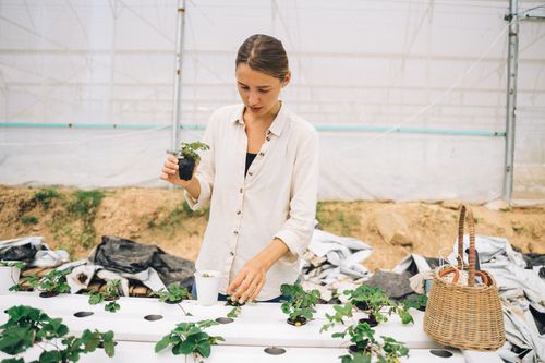 Free Woman working in a greenhouse tending to hydroponic plants with focus and care. Stock Photo