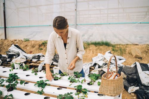 Free A woman carefully tends to hydroponic plants inside a greenhouse, promoting sustainable farming. Stock Photo