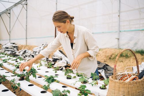Free Female gardener tending plants in an indoor hydroponic greenhouse, showcasing modern farming techniques. Stock Photo