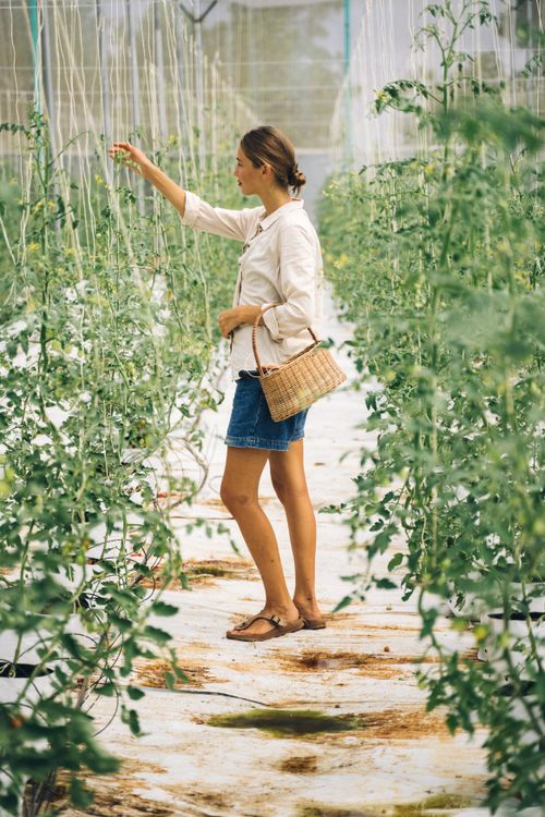 Free Woman tending to plants in a lush greenhouse garden during harvest. Stock Photo
