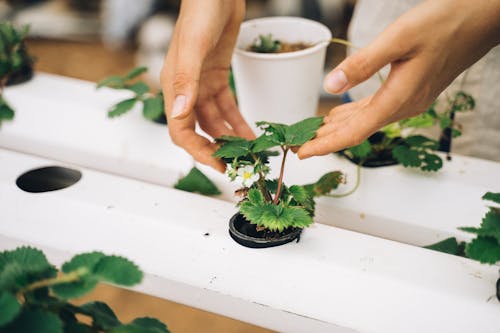 Person Holding Green Plant in White Pot