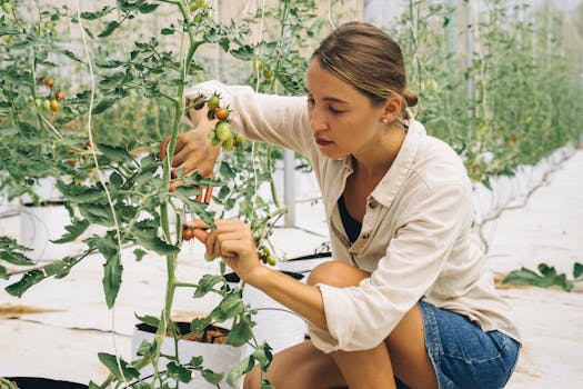 Young woman carefully pruning tomato plants in an indoor farm greenhouse.
