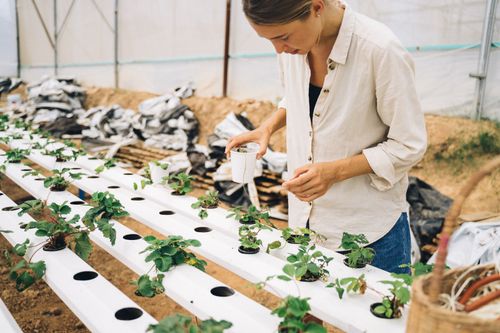 Free A woman in a greenhouse tending to a modern hydroponic garden, planting new seedlings. Stock Photo