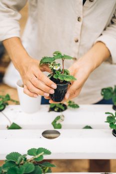 Hands holding a small potted plant, illustrating home gardening and growth.