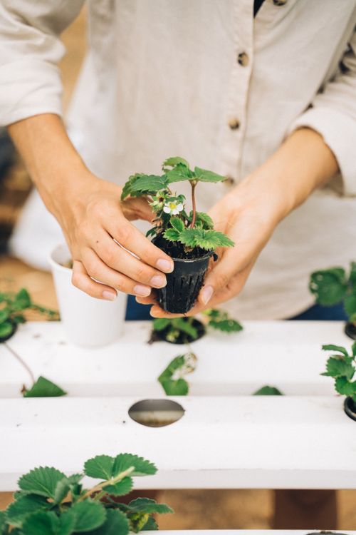 Free Hands holding a small potted plant, illustrating home gardening and growth. Stock Photo