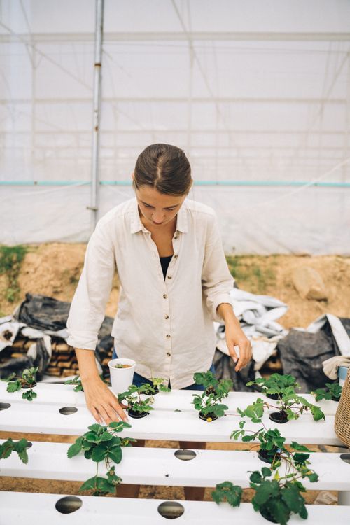Free A woman tends to potted plants in a modern greenhouse setting, showcasing sustainable farming. Stock Photo
