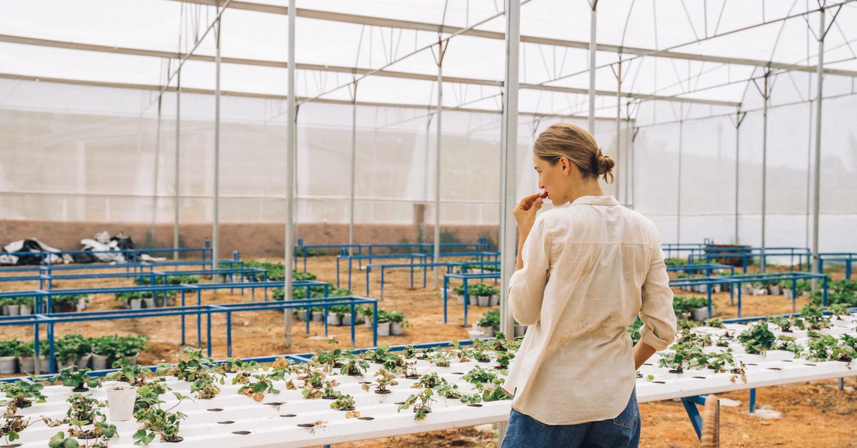 Goya Puerto Rico fortalece innovación alimentaria mediante sostenibilidad y eficiencia productiva empresarial Goya Puerto Rico fortalece innovación alimentaria mediante sostenibilidad y eficiencia productiva empresarial
