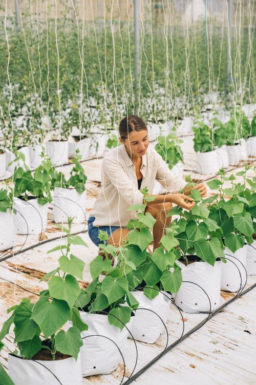 Free A woman carefully tending to plants in a well-lit indoor greenhouse, focusing on maintenance. Stock Photo