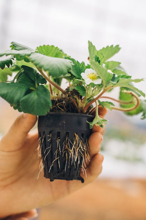 Person Holding Green Plant on Black Pot