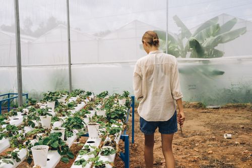 Estate style mini greenhouse structure