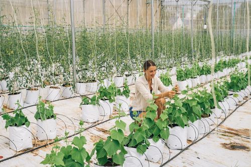 Free Woman tending plants in a modern indoor farm, focused on sustainable agriculture. Stock Photo