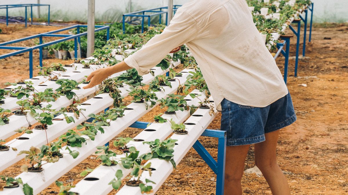 Les meilleures astuces pour un jardin vertical en 2026