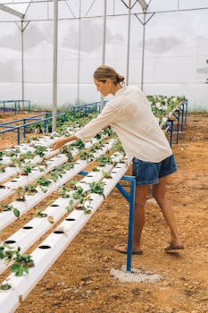 A woman arranging plants in a hydroponic greenhouse wearing denim shorts and white sleeves.