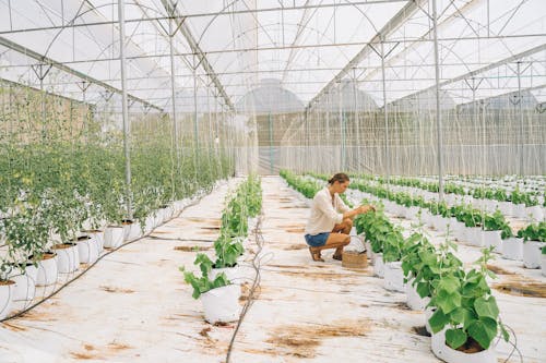 Woman Harvesting on Crops 