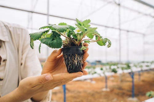 Person Holding Small Plant on a Plastic Container