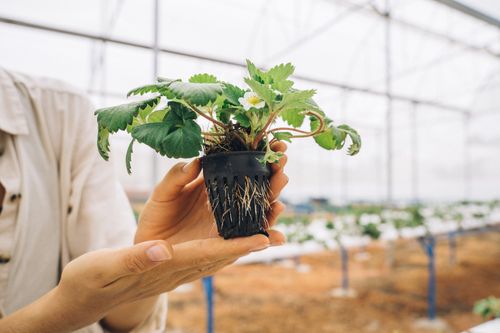 Free Close-up of a strawberry seedling held in hands inside a greenhouse. Stock Photo