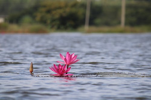 Pink Water Lily on Water