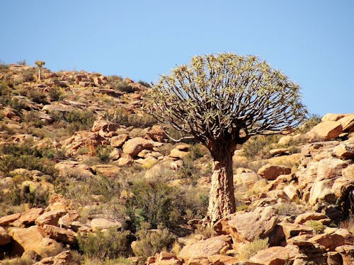 Fotos de stock gratuitas de África, árbol, árbol de carcaj
