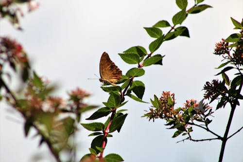 Fotos de stock gratuitas de fondo de mariposa, fondo de pantalla de mariposa, hojas
