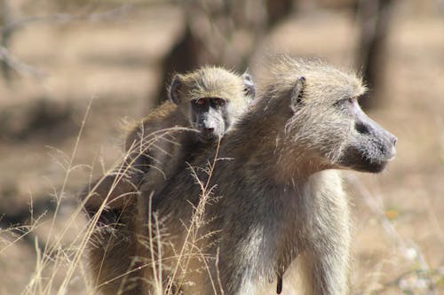 Fotos de stock gratuitas de África, arbusto, babuino