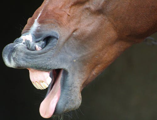 Fotos de stock gratuitas de boca de caballo, caballo, caballo marrón