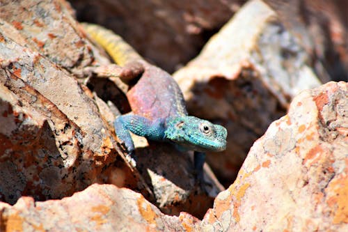 Fotos de stock gratuitas de lagartija, lagarto de cabeza azul, reptil