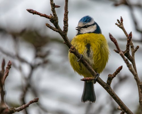 Free Eurasian Blue Tit Bird Perched on Tree Branch Stock Photo