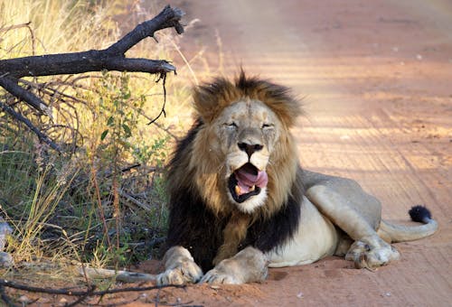 Free Photo of a Lion Yawning Stock Photo