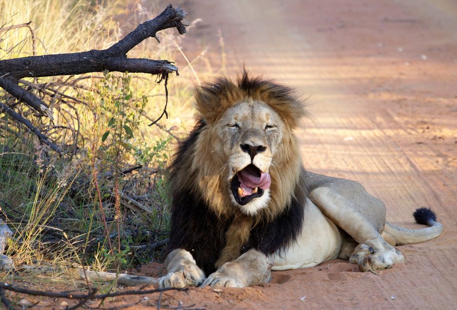 Close-up of a yawning lion resting on a dirt path in a natural habitat.