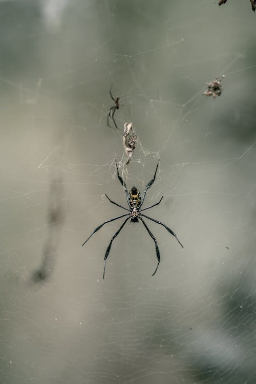 Close-up of Spider Hanging on Web