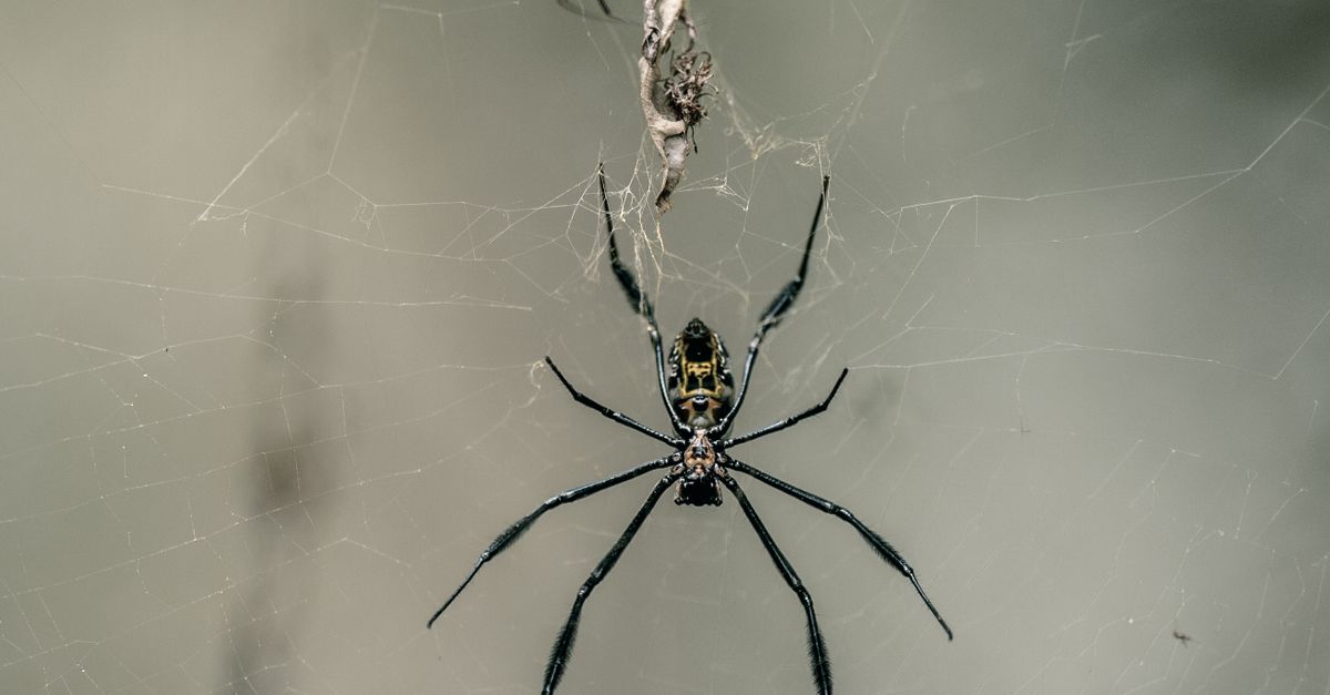 Close-up of Spider Hanging on Web · Free Stock Photo