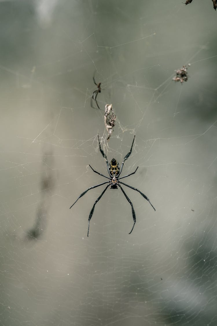 Close-up Of Spider Hanging On Web