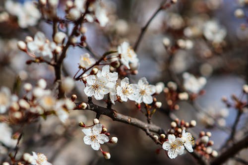 Free 
A Close-Up Shot of White Flowers on a Tree Branches Stock Photo