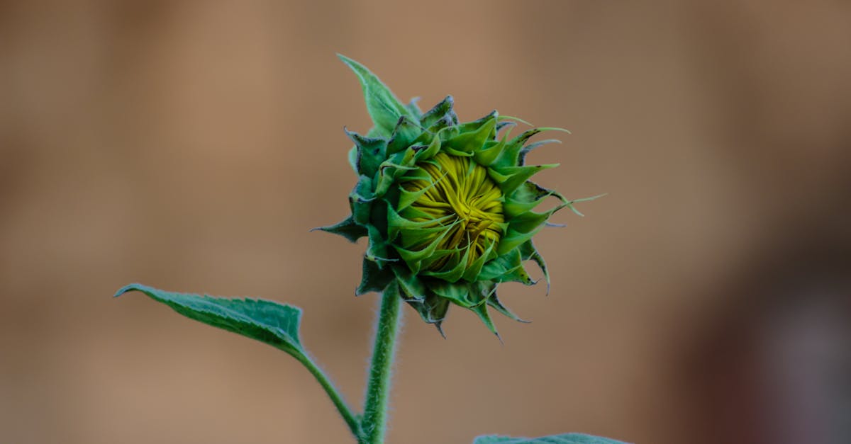 Close-up Photo of Sunflower