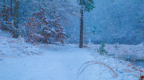 Foto d'estoc gratuïta de aigua, aigua de neu, arbre de neu, arbre fred