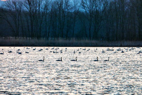 Základová fotografie zdarma na téma divočina, divoký, holé stromy