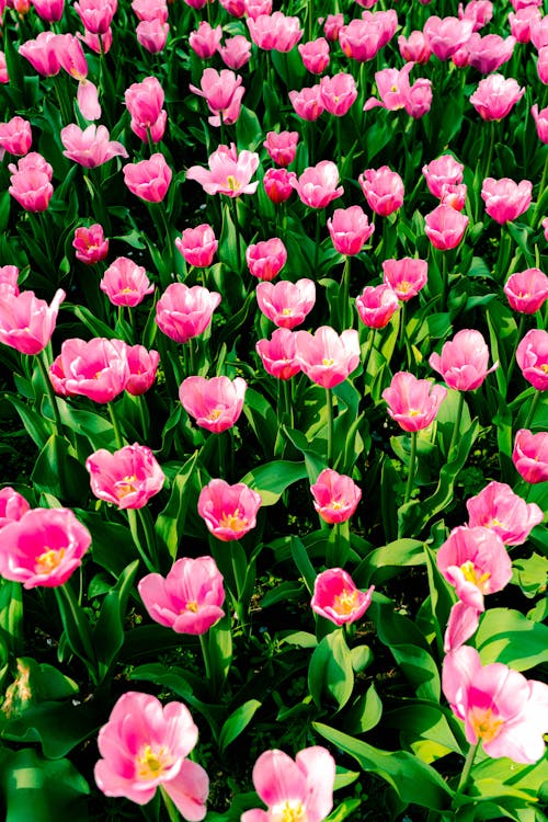 Blooming Pink Tulip Flowers