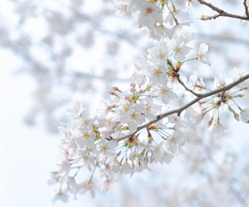 Close-Up Shot of White Cherry Blossoms in Bloom