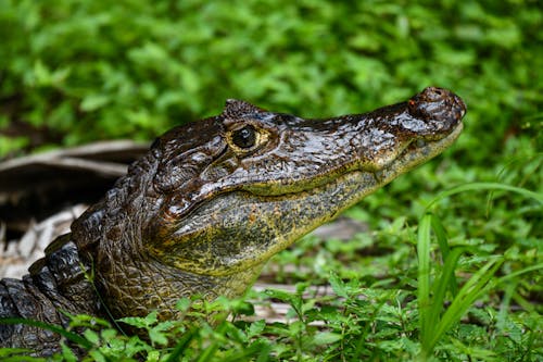 Close-Up Shot of a Caiman on the Grass