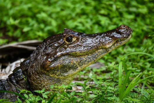 Close-Up Shot of a Caiman on the Grass