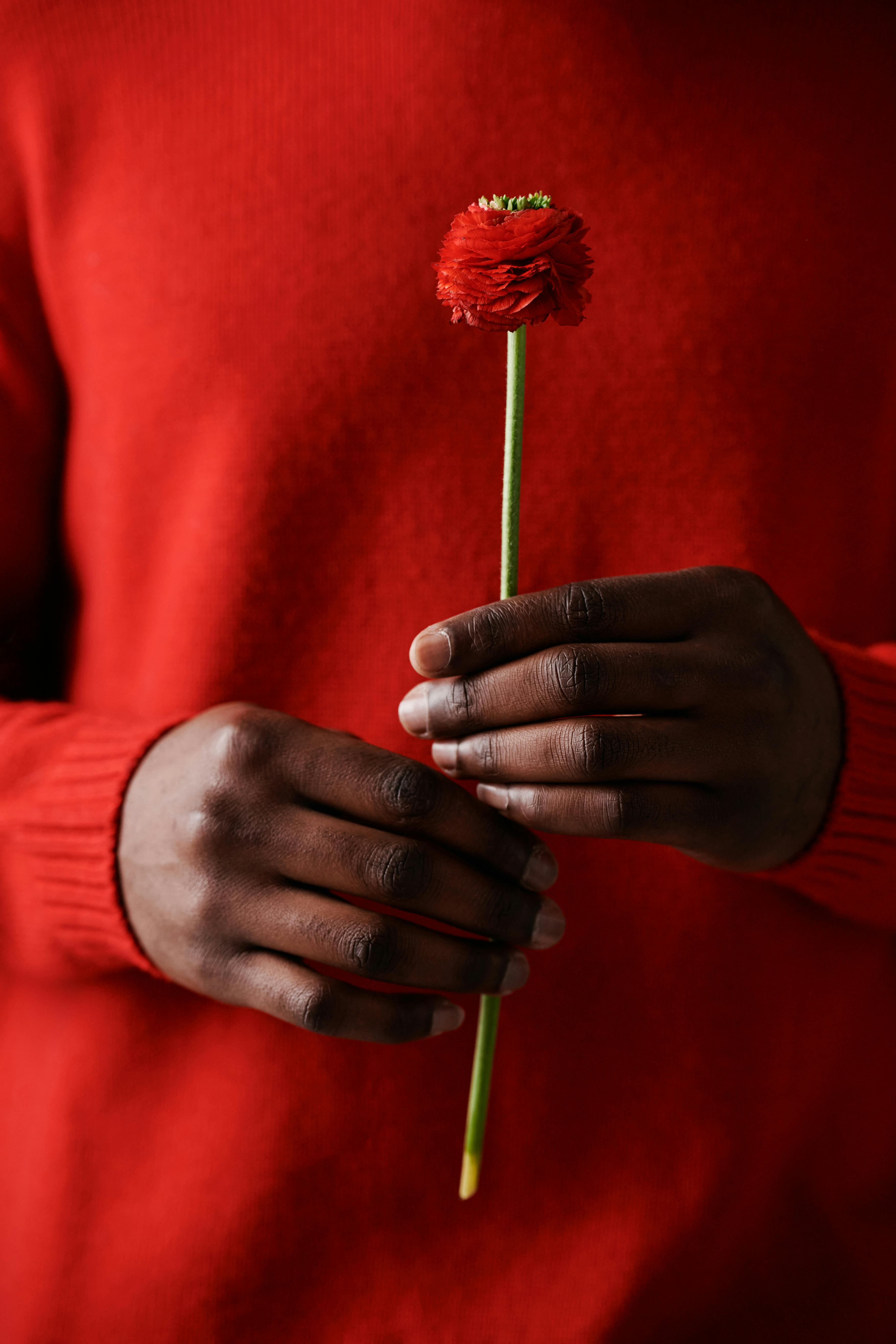 [ColoSach]-a-focused-image-of-hands-holding-a-delicate-red-flower-against-a-red-sweater-background.