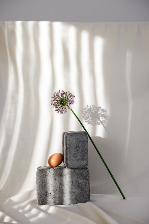 Flower and Egg on White Studio Background